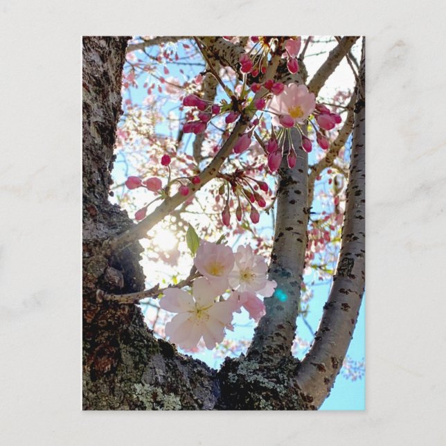 Japanische Kirschblüte 日 Postkarte 本 桜 (思 川 桜 (Vorderseite)