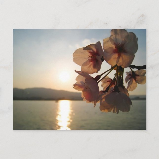 Japanische Kirschblüten Postkarte (Vorderseite)