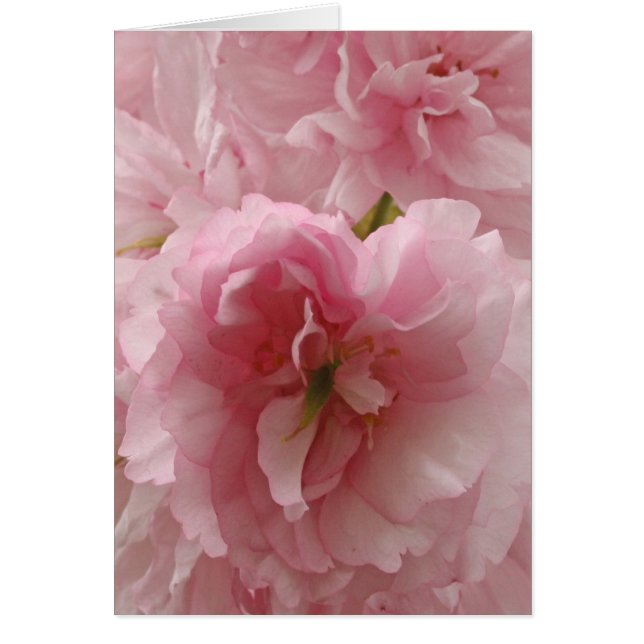 Japanische Kirsche (Vorne)