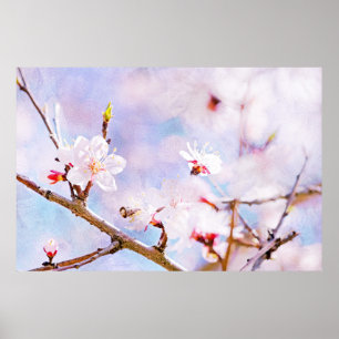 Japanische Kirsche - Sakura in Bloom Poster