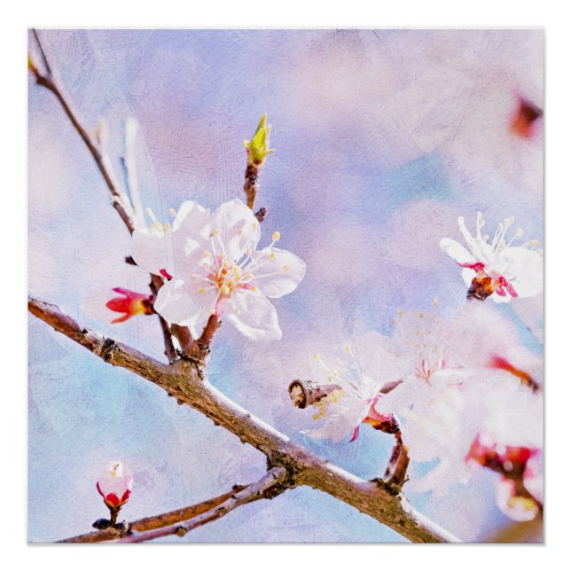 Japanische Kirsche - Sakura in Bloom Poster (Vorderseite)