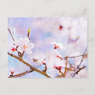 Japanische Kirsche - Sakura in Bloom Postkarte