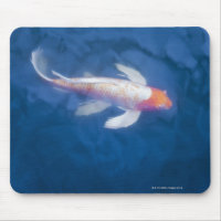 Japanische Koi-Fische im Teich, Hochwinkel