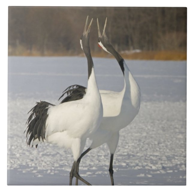Japanische Kräne, die auf Schnee tanzen Fliese (Vorderseite)