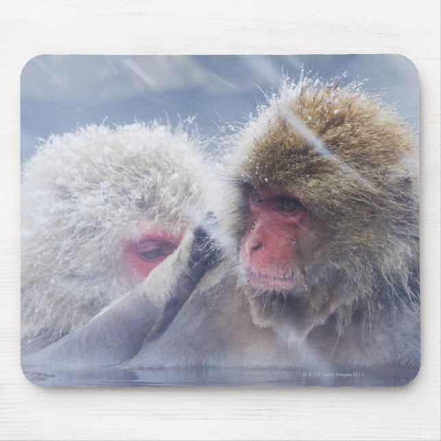 Japanische Macaques (Macaca fuscata) Mousepad (Vorne)