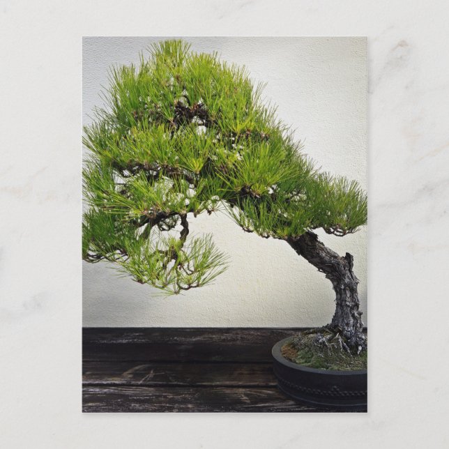 Japanische Pine Bonsai Postkarte (Vorderseite)