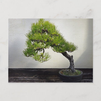 Japanische Pine Bonsai Postkarte