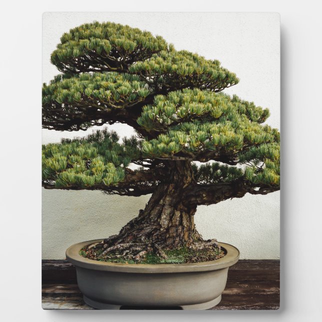 Japanische Pine Bonsai Tree Fotoplatte (Vorderseite)