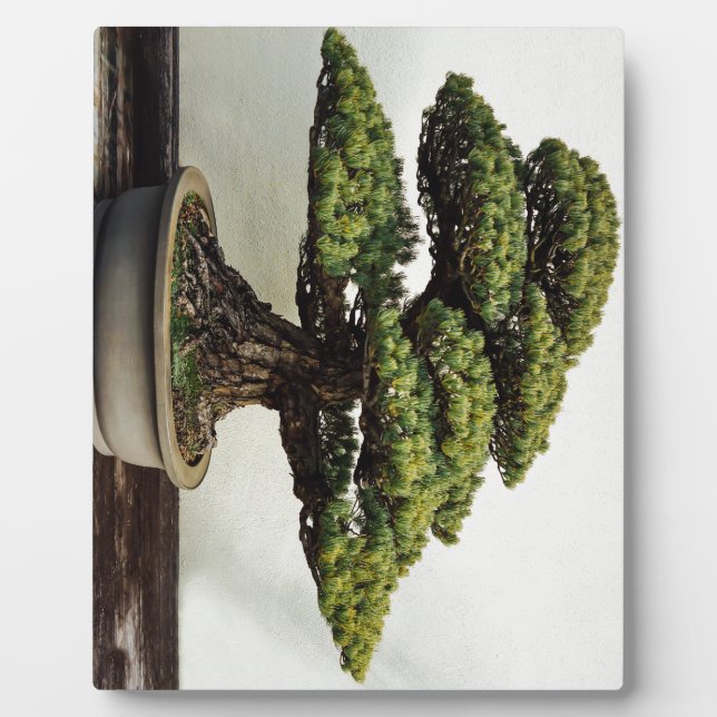 Japanische Pine Bonsai Tree Fotoplatte (Vorderseite)