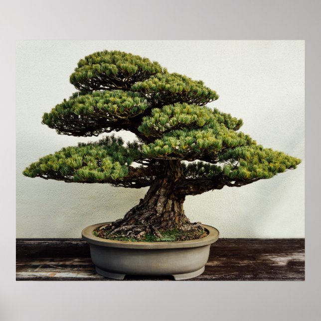 Japanische Pine Bonsai Tree Poster (Vorne)