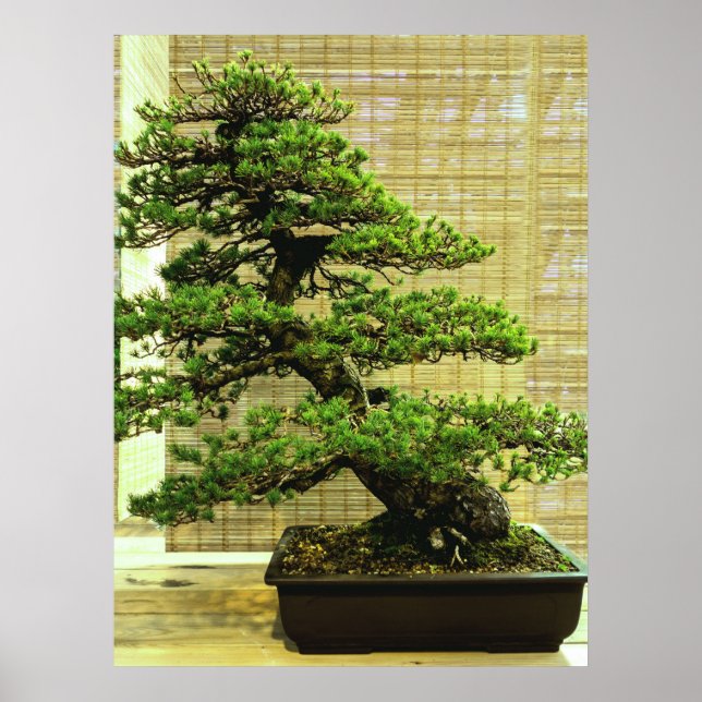 Japanische Pine Bonsai Tree Poster (Vorne)