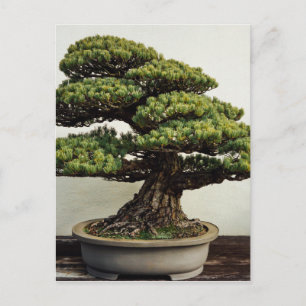 Japanische Pine Bonsai Tree Postkarte