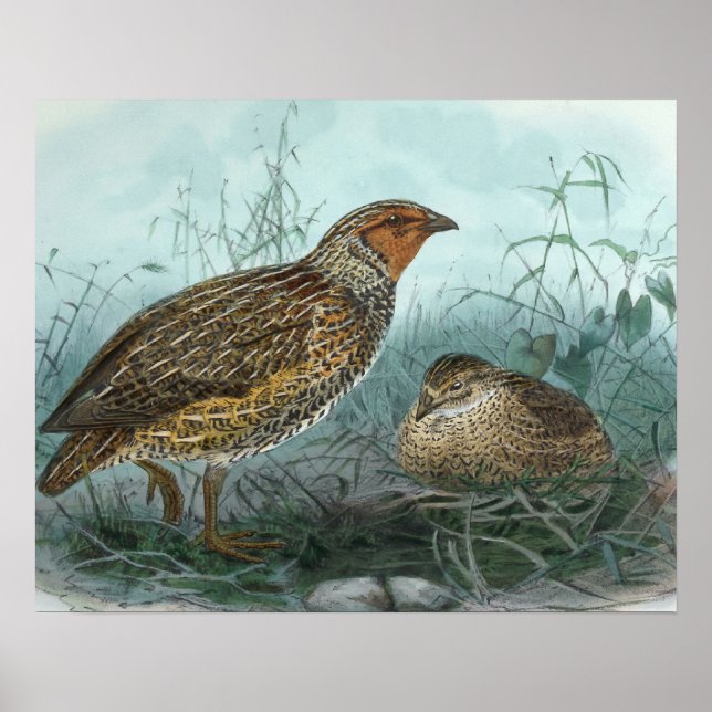 Japanische Quail Vintag Bird-Illustration Poster (Vorne)