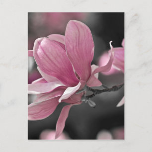 Japanische Rosa-Teller-Magnolie Postkarte