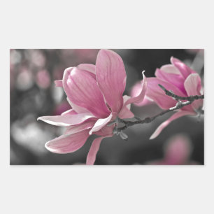 Japanische Rosa-Teller-Magnolie Rechteckiger Aufkleber