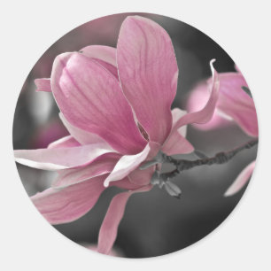 Japanische Rosa-Teller-Magnolie Runder Aufkleber