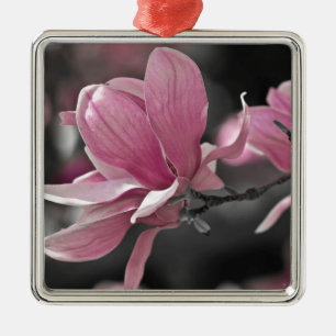 Japanische Rosa-Teller-Magnolie Silbernes Ornament