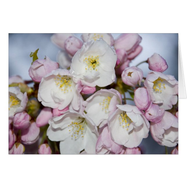 Japanische Rose (Vorderseite (Horizontal))