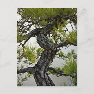 Japanische Rote Pine Bonsai Tree Postkarte