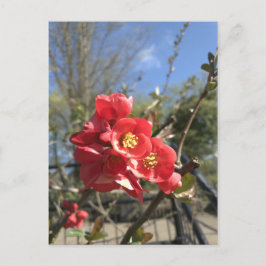 Japanische Ruhe im Park Postcard Postkarte