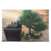 Japanische Schwarzkiefer-Bonsai-Baum Foto