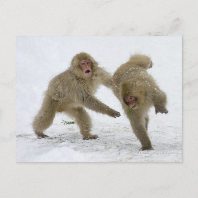 Japanische Snow-Monkey-Drehkreuze im Schnee Postkarte (Vorderseite)