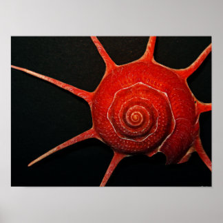 japanische Star Muschel Poster