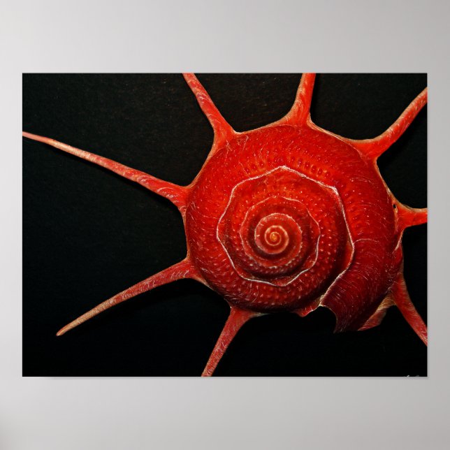 japanische Star Muschel Poster (Vorne)