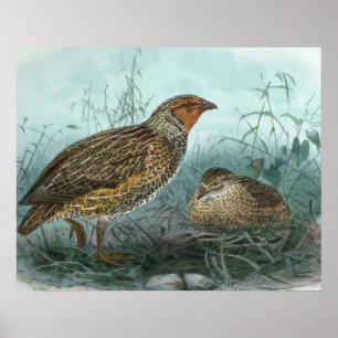 Japanische Wachtel Vintage Vogelillustration Poster