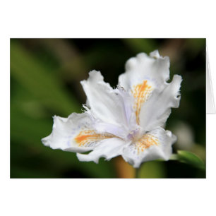 Japanische weiße Iris