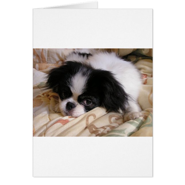 Japanische Welpe (Vorne)