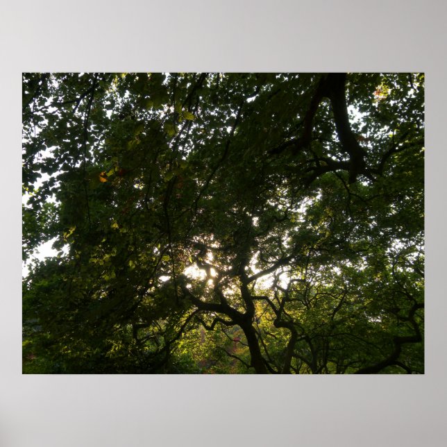 Japanische Zweigstellen IV Poster (Vorne)