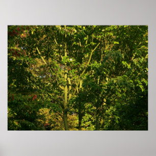 Japanische Zweigstellen V Poster