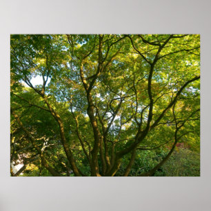 Japanische Zweigstellen VI Poster