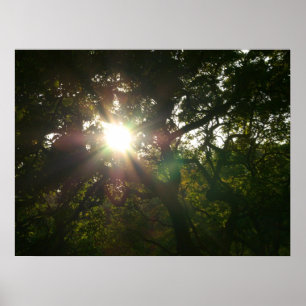 Japanische Zweigstellen VII Poster