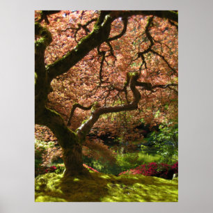Japanischer Ahorn Acer Palmatum Portland Garden Poster