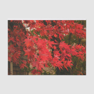 Japanischer Ahorn 'Bloodgood' / rotes Herbstlaub / Seidenpapier