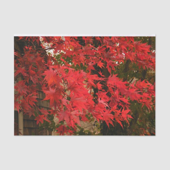 Japanischer Ahorn 'Blutgut' / Roter Fall Foliage / Seidenpapier (Vorderseite)
