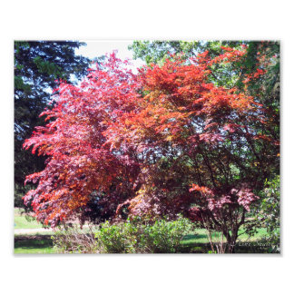 Japanischer Ahorn Fotodruck