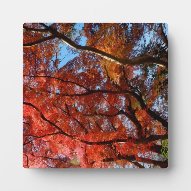 Japanischer Ahorn Fotoplatte (Vorderseite)