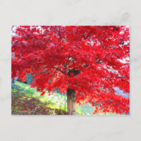 Japanischer Ahorn: Herbstblätter [Postkarte]
