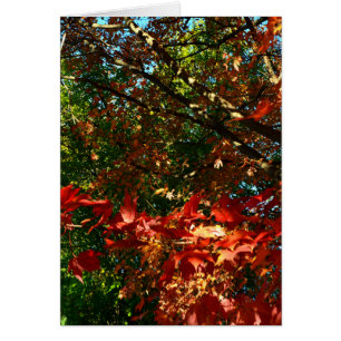 Japanischer Ahorn im Herbst