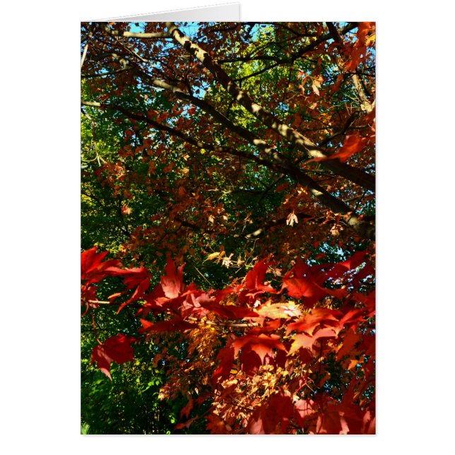 Japanischer Ahorn im Herbst (Vorne)