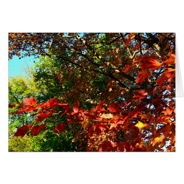 Japanischer Ahorn im Herbst (Vorderseite (Horizontal))