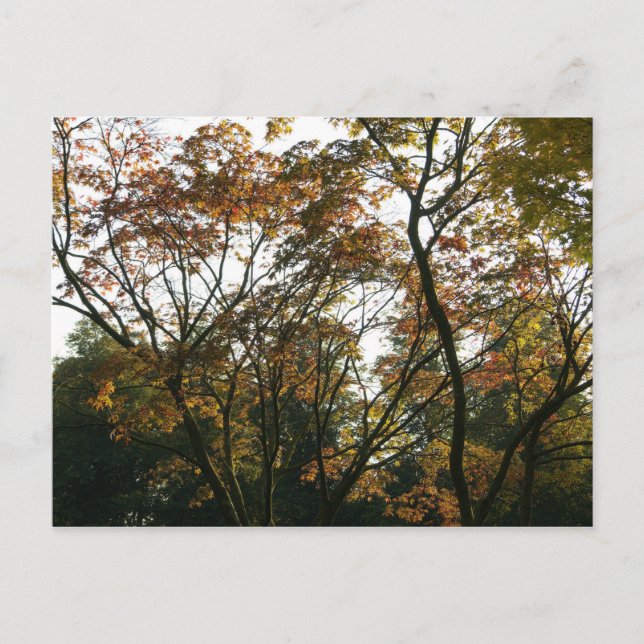 Japanischer Ahorn im Herbst Postkarte (Vorderseite)