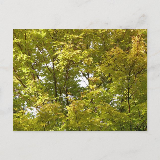 Japanischer Ahorn im Herbst Postkarte (Vorderseite)