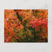 Japanischer Ahorn im Herbst