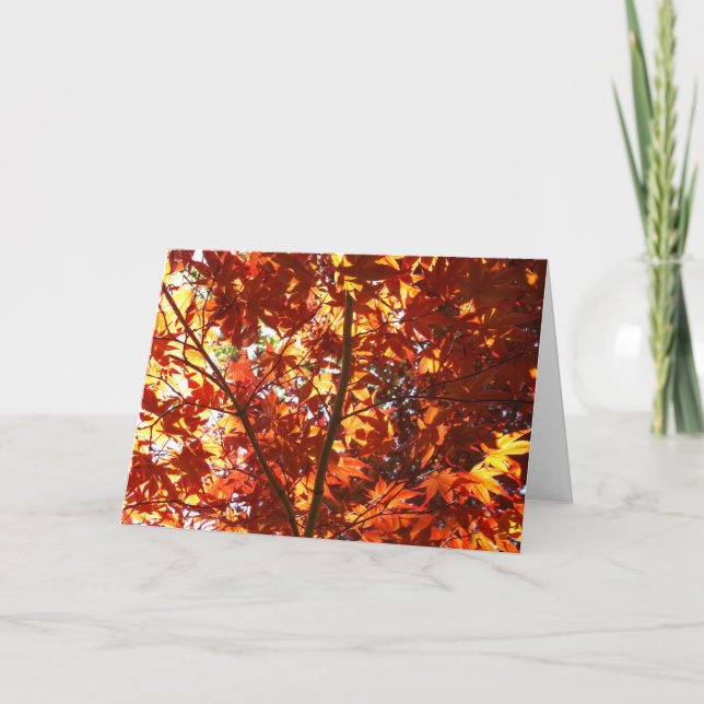 Japanischer Ahorn in der Sonne Karte (Vorderseite)