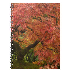 Japanischer Ahorn in Herbstfarbe Notizblock