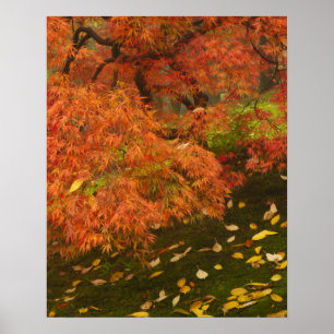 Japanischer Ahorn in Herbstfarbe Poster